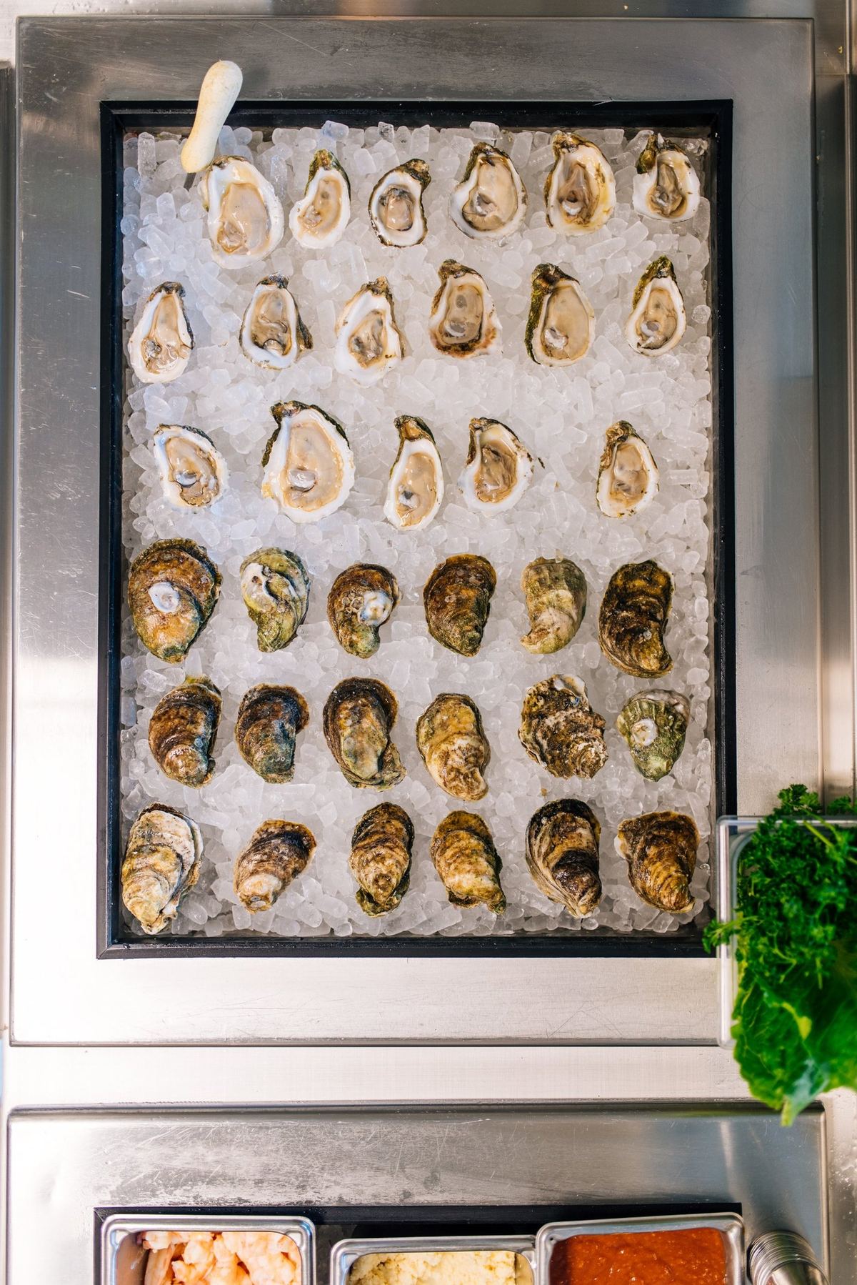 Raw Gulf oysters on the half shell